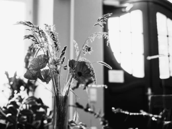 Schwarz-weiß Darstellung einer Pflanze