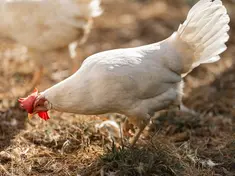 Ein weißes Huhn auf trockenem Gras. Eine Hühner-Patenschaft im CJD Hohenleuben stärkt die Selbstwirksamkeit und Empathie von Jugendlichen.