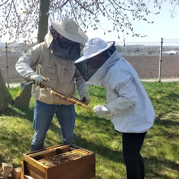 Zwei Personen im Imkeranzug am Bienenstock