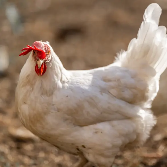 Ein weißes Huhn im Freien