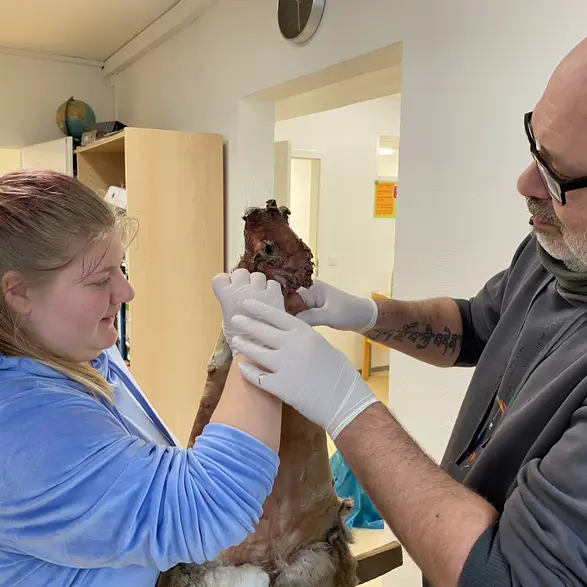 Eine Schülerin und ein Pädagoge beim Gerben eines Kaninchenfelles.