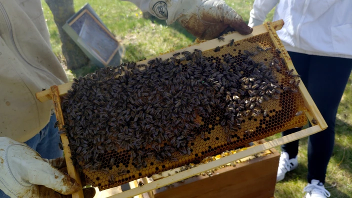 Nahaufnahme von einer Bienenwabe aus dem Bienenstock. 
