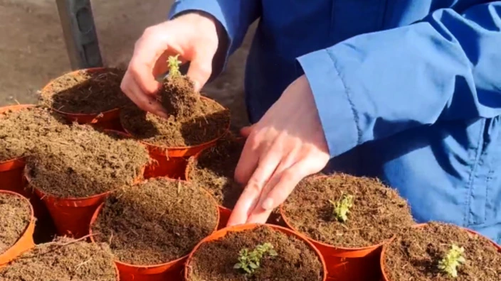 Ausbildung Gärtner Zierpflanzenbau im BBW ses CJD Homburg