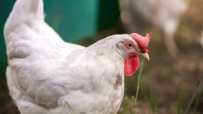 Ein weißes Huhn auf grünem Gras. Eine Hühner-Patenschaft im CJD Hohenleuben ermöglicht geretteten Hühnern ein glückliches Leben.