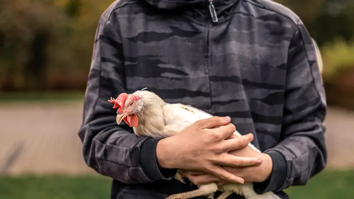 Ein Jugendlicher hält lächelnd ein weißes Huhn in seinem Armen. Spenden für das Hühnerprojekt im CJD Hohenleuben fördern die emotionalen Kompetenzen von Jugendlichen.