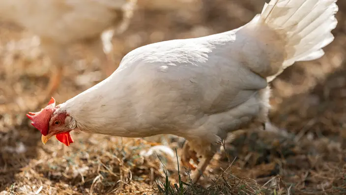 Ein weißes Huhn auf trockenem Gras. Eine Hühner-Patenschaft im CJD Hohenleuben stärkt die Selbstwirksamkeit und Empathie von Jugendlichen.