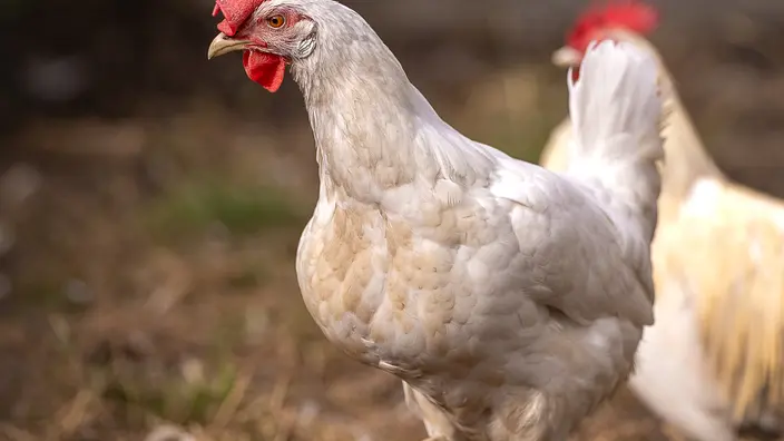 Ein weißes Huhn läuft auf erdigem Boden. Im Hintergrund ist ein weiteres weißes Huhn zu sehen. Eine Hühner-Patenschaft im CJD Hohenleuben ermöglicht Jugendlichen zu erleben stabile Beziehungen aufzubauen.