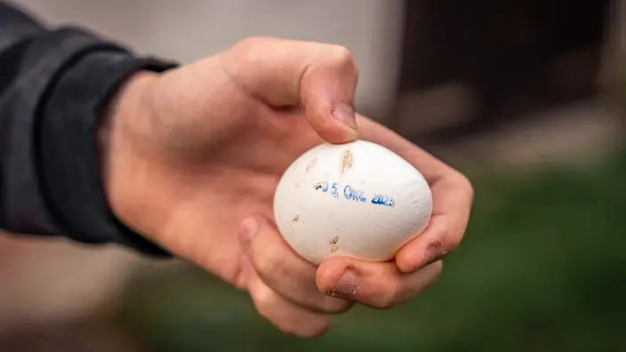 Eine Hand hält ein weißes Hühnerei mit einem Datumstempel.