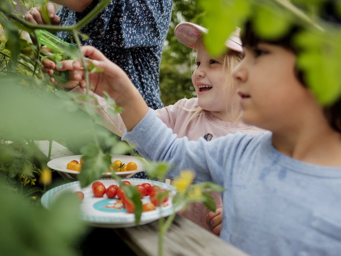 Zwei Kinder ernten neben einer Erwachsenen an einem Hochbeet Tomaten. Spenden helfen Kindern in Kitas Geborgenheit zu schenken.